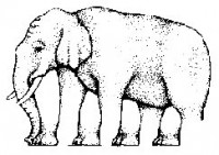 Kolik má slon nohou?