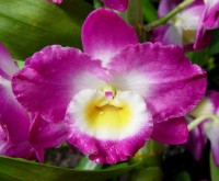 orchidej rodu Cattleya