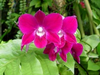 Orchideje ve skleníku Fata Morgana