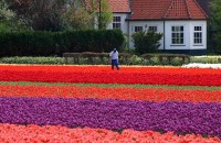 Tulipány v Keukenhofu, Holandsko, Evropa