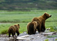 Medvědice grizzlyho s mláďaty