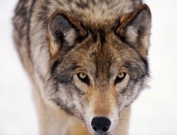Pohled do očí šedého vlka