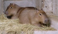 V pražské zoo bydlí také největší hlodavci světa, jihoamerické kapybary