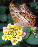 Do tropického skleníku Fata Morgana přiletí motýli