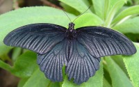 Otakárek Papilio memnon z Asie