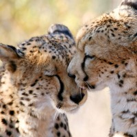Gepardí mláďata v pražské zoo