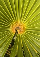 Do skleníku Fata Morgana na (nejen sebevražedné) palmy