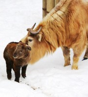 Liberecká zoo se chlubí prvními odchovy mláďat