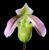 Paphiopedilum violascens