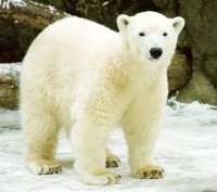 Na svátek sv. Valentýna do pražské zoo zdarma