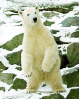 Na svátek sv. Valentýna do pražské zoo zdarma