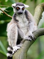 Lemur kata