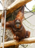 Orangutaní samice Dona odjela ze Zoo Dvůr Králové za novým samcem