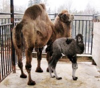 V Zoo Liberec se narodila samice velblouda dvouhrbého