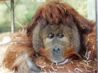 Den orangutanů v Zoo Ústí nad Labem