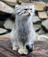 Manul