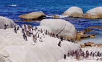 Na Boulder´s Beach se uhnízdili tučňáci